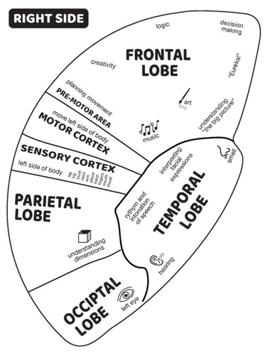Right Hemisphere