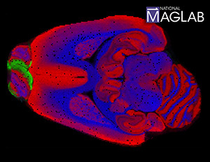 rat brain image