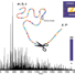 Fragments observed after transferring electrons to the protein carbonic anhydrase II. 