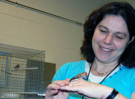 Susanne Cappendijk and zebra finches.