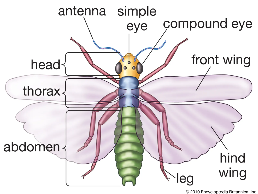 Parts of an insect