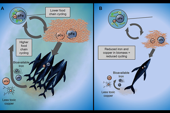 An illustration of the interactions between whales, krill, and phytoplankton in the Southern Ocean under (A) pre-whaling and (B) post-whaling conditions.