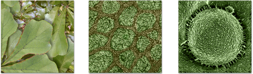 Oak leaf with cell and nucleus