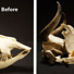 A cow skull