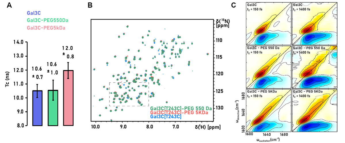 Data from nuclear magnetic resonance (NMR) experiments at the MagLab AMRIS facility and infrared spectroscopy (IR) data from collaborators at UT Austin were used to understand how polymers stabilize proteins in bioconjugates.