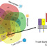 The Human Proteoform Project separates cell types found in blood.