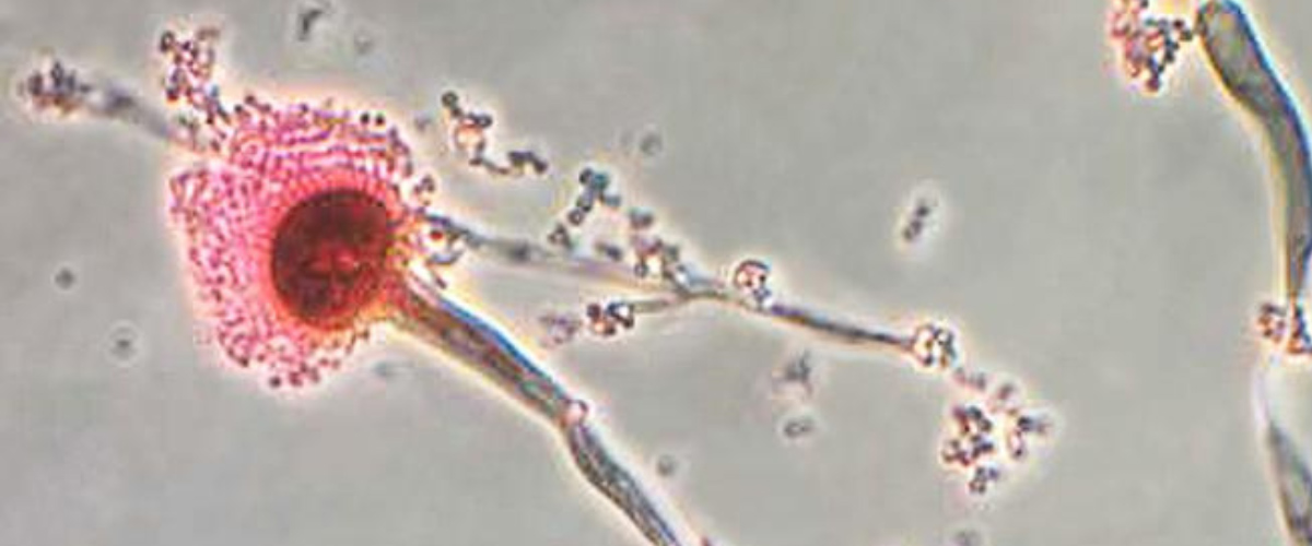 Illustration of fungal cell