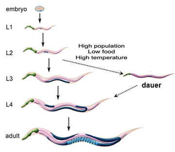 worm stages