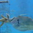 Fish and coral reefs